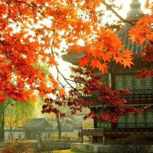 Hà Nội - Seoul - Nami - Everland - Công Viên Yeouido - Rừng Seoul