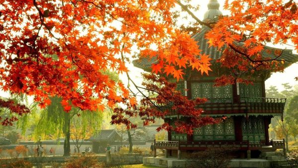 Hà Nội - Seoul - Nami - Everland - Công Viên Yeouido - Rừng Seoul