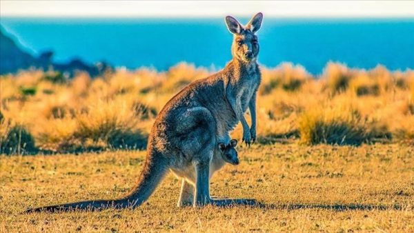 Tour Úc: Sydney – Canberra – Melbourne - Hình ảnh 2